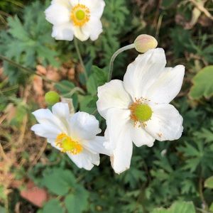 Meet your Posher, Laurie